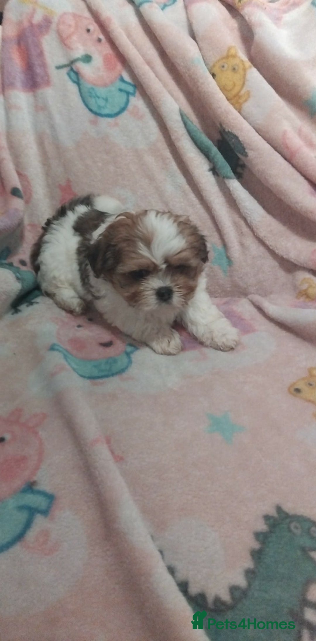 Lhasa Apso dogs for sale: 2 girl lahsa apso puppies for sale  - Advert 3