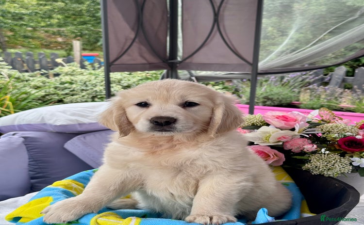 Golden Retriever dogs - Advert 1
