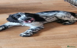 Cocker Spaniel dogs for sale: Show cocker pups - Image 3