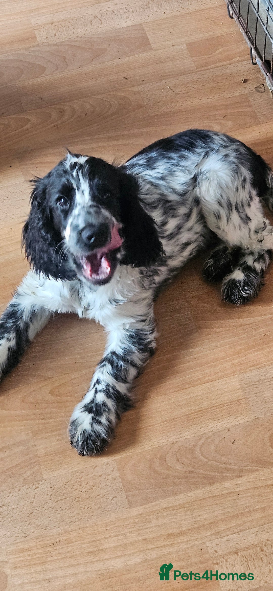 Cocker Spaniel dogs for sale: Show cocker pups - Image 3