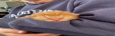 Domestic Shorthair Kitten 1