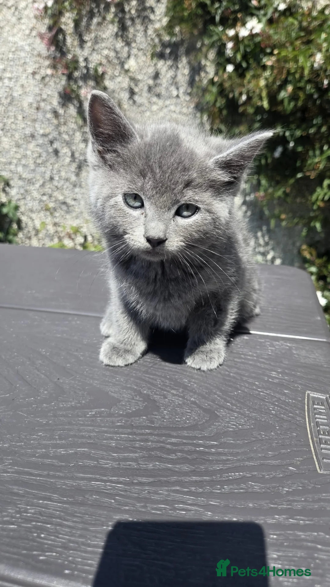 Mixed Breed cats for sale: Ragdoll/ British Shorthair kittens  - Advert 2