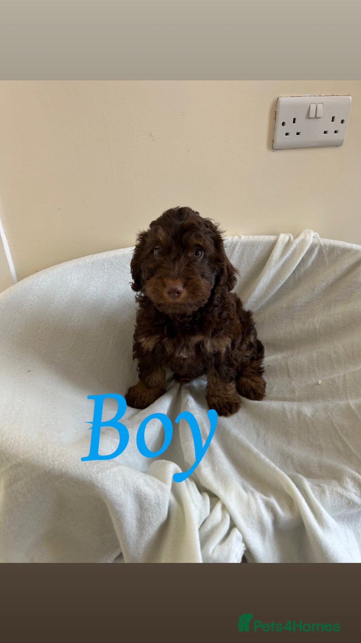Cockapoo dogs F1 cockapoo puppies  - Advert 1