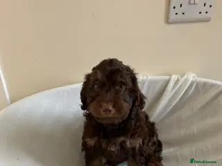 Cockapoo dogs F1 cockapoo puppies - Advert 1