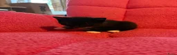 Mixed Breed cats for sale: Beautiful Tuxedo Kittens - Extraordinary Whiskers - Advert 11
