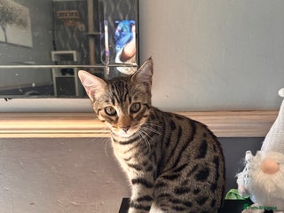 Savannah cats - Advert 9