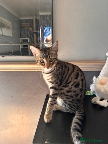 Savannah cats - Advert 12