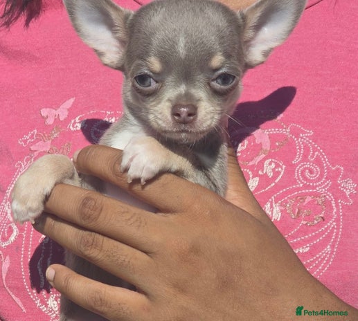 Chihuahua dogs - Advert 2