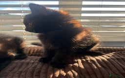 Mixed Breed cats for sale: 2 black kittens for sale. - Advert 5