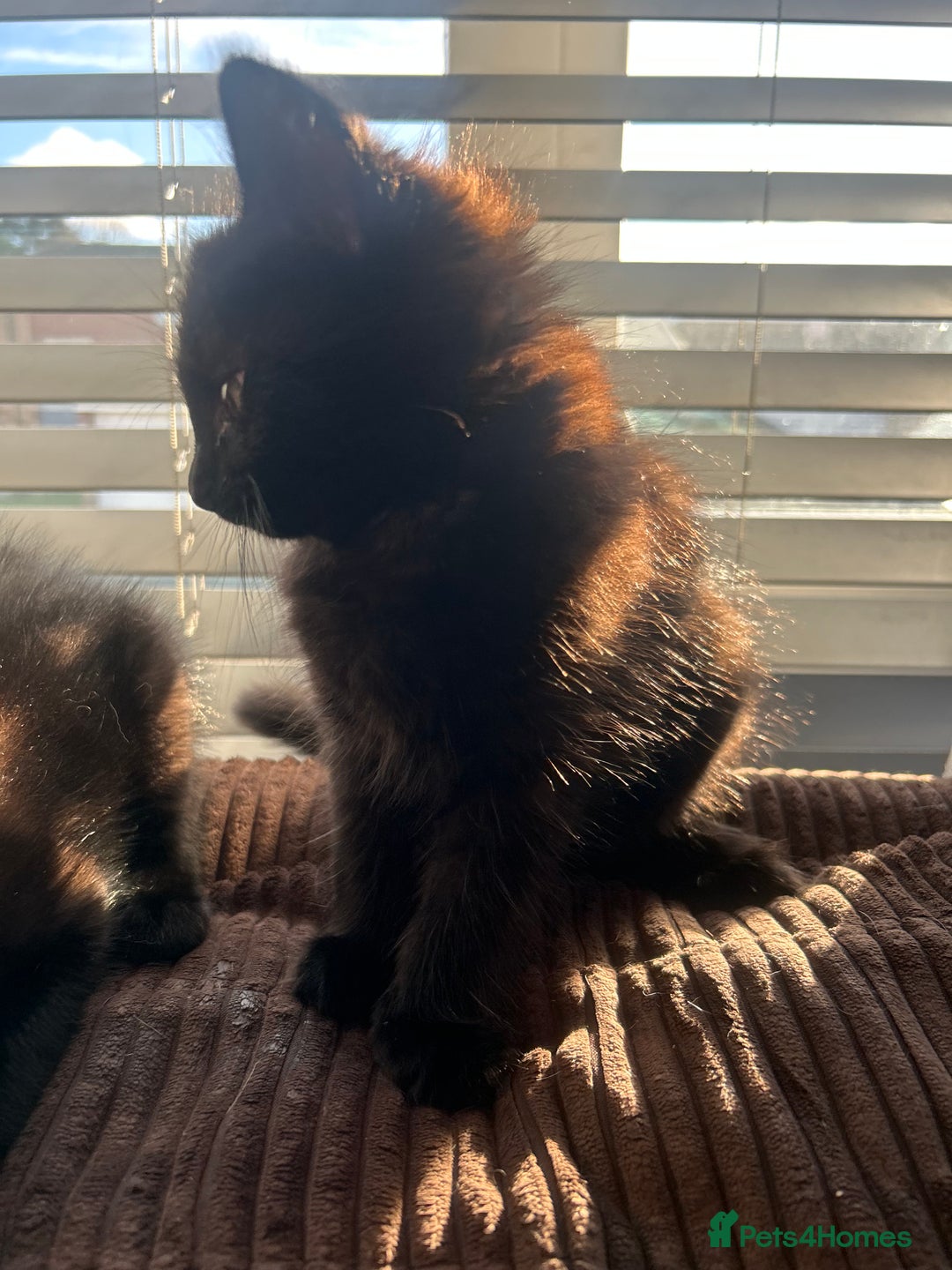 Mixed Breed cats for sale: 2 black kittens for sale. - Advert 5