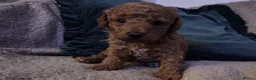 Toy Poodle dogs for sale: Toy Poodle Puppy  - Advert 1