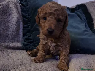 Toy Poodle dogs Toy Poodle Puppy - Advert 5