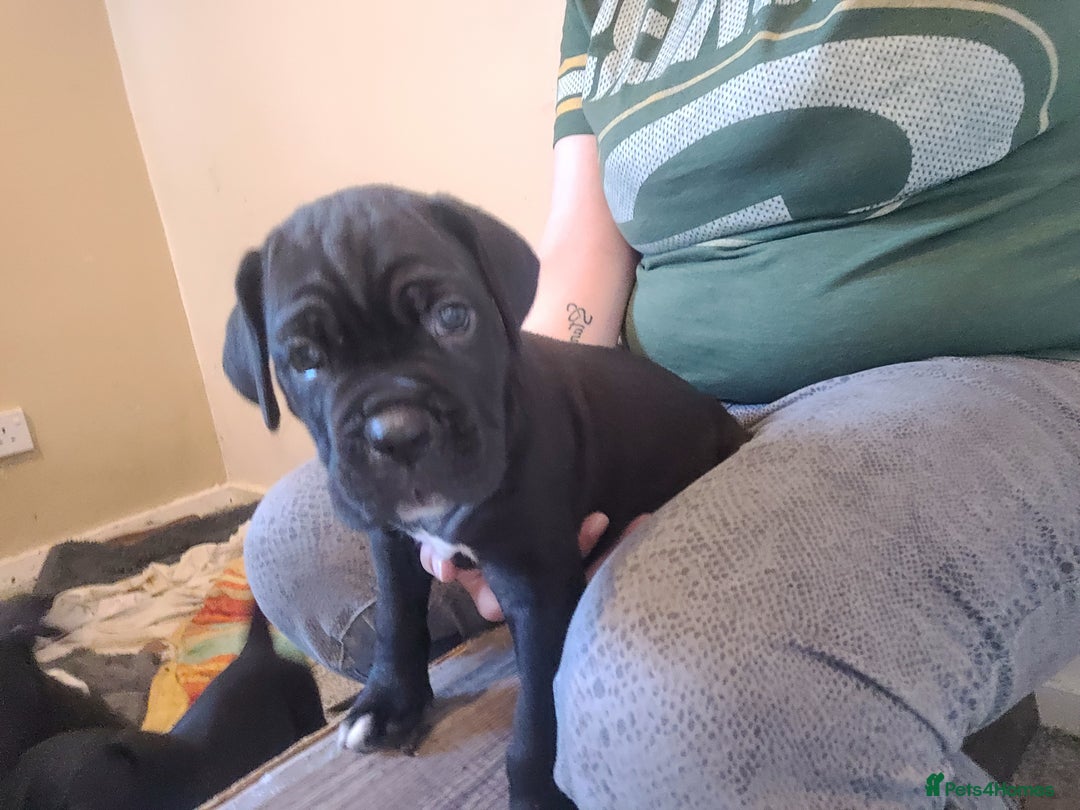 Cane Corso dogs for sale: Cane Corso Puppies  - Image 2