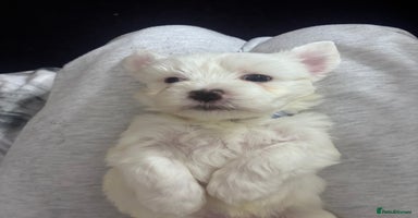 Maltese dogs Puppy maltese - Advert 2