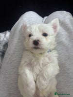 Maltese dogs Puppy maltese - Advert 2