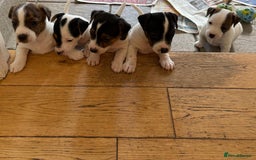 Jack Russell dogs for sale: Jack Russell Puppies  - Image 3