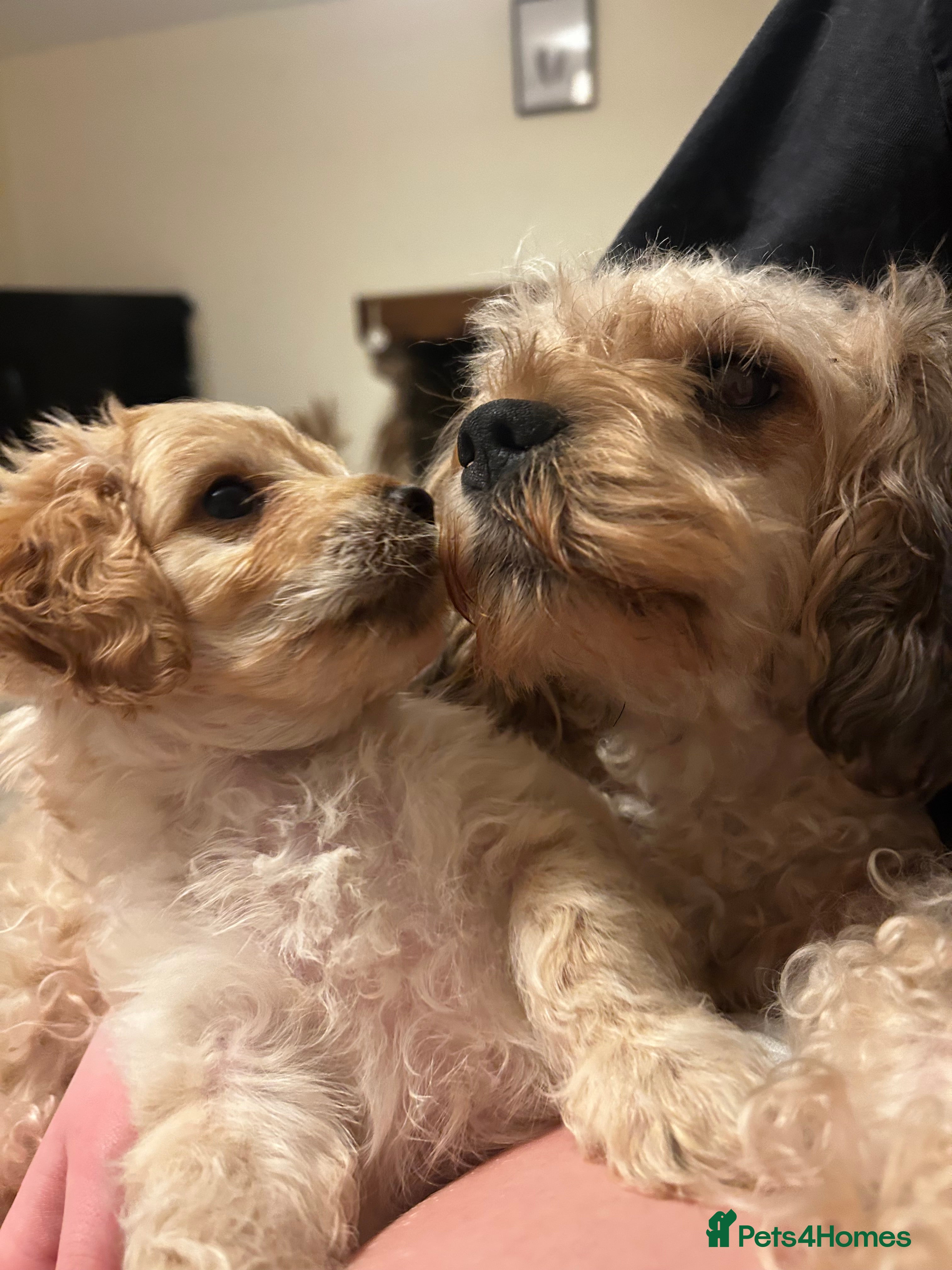 Cavapoochon dogs Three Cavapoochon Boys left - Advert 4