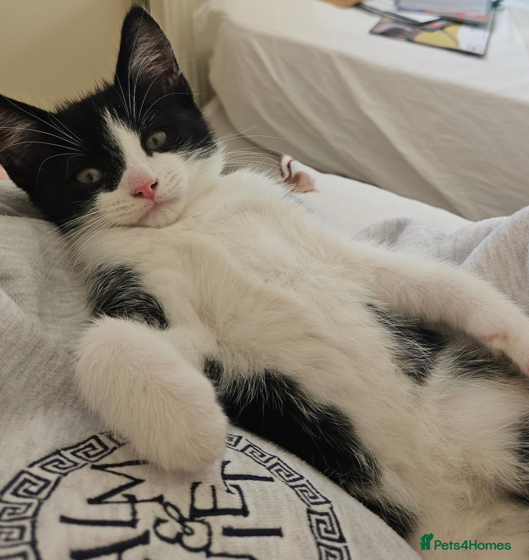 Mixed Breed cats Very friendly playful Kittens 3 boys 1 girl - Advert 1