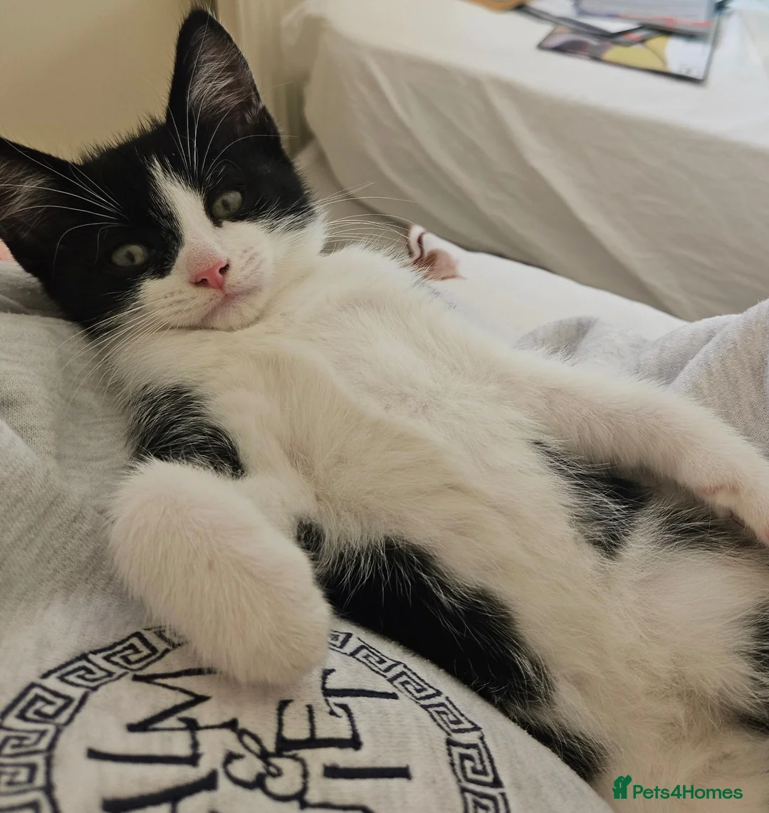 Mixed Breed cats for sale: Very friendly playful Kittens 3 boys 1 girl - Advert 1