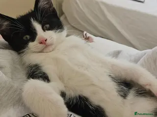 Mixed Breed cats Very friendly playful Kittens 3 boys 1 girl - Advert 6