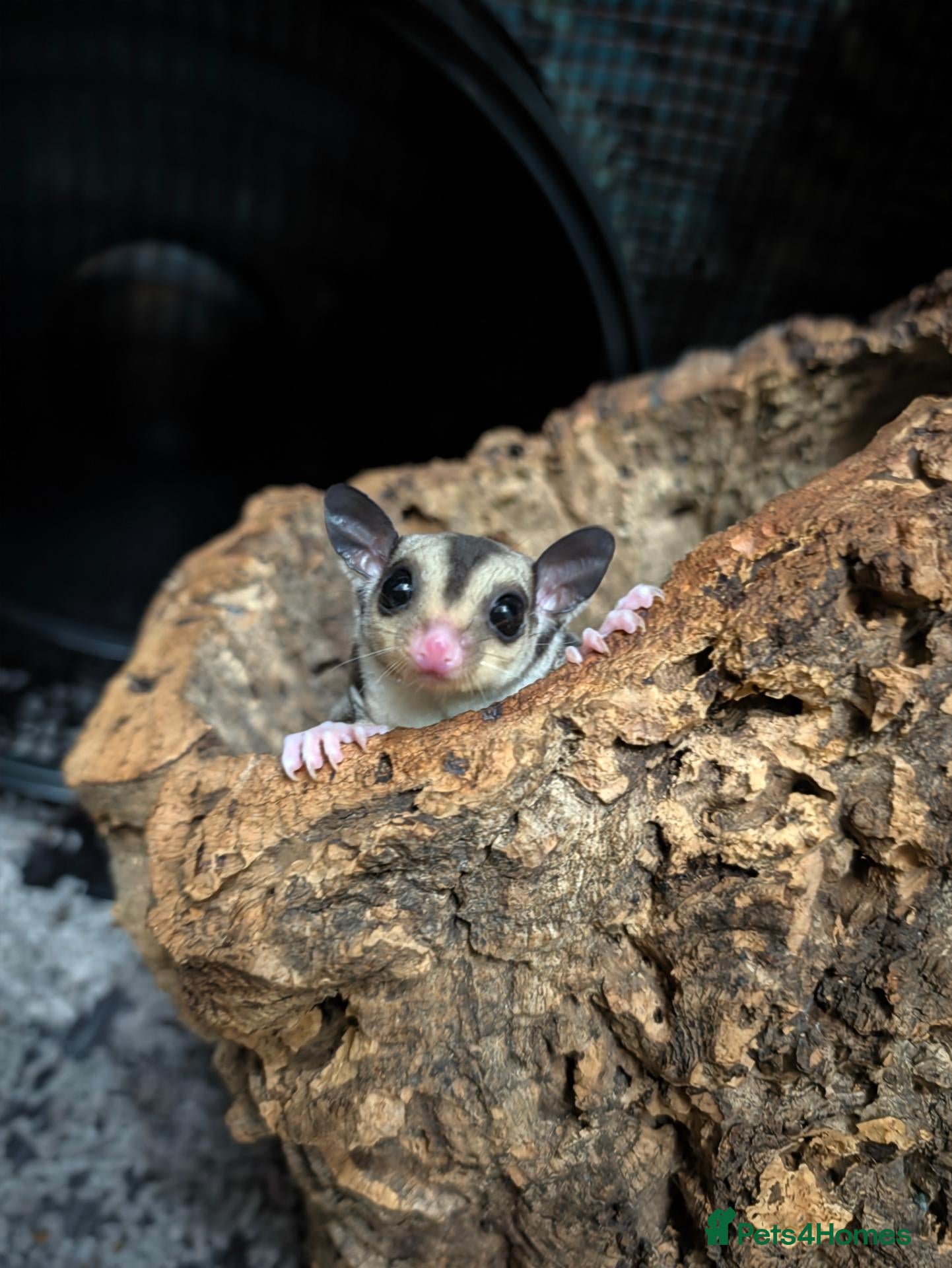 Sugar Glider rodents Two Sugar Glider babies with lineage - Advert 7