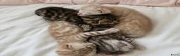 Bengal cats for sale: 4 bengal kittens  - Advert 17