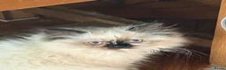 Persian cats for sale: Stunning Colourpoint persian Kittens - Advert 5