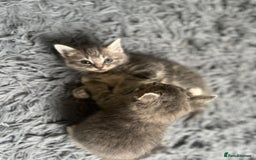 Bengal cats for sale: Gemini grey beauties - Image 17