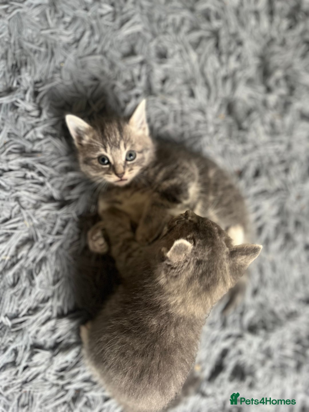 Bengal cats for sale: Gemini grey beauties - Image 17