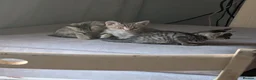 British Shorthair cats for sale: British short hair Savannah X  - Advert 8