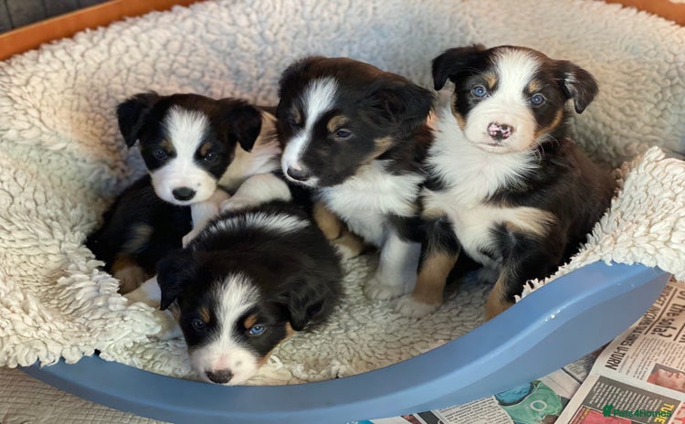 Border Collie dogs 🐾ISDS Registered Border Collie Puppies🐾 - Advert 1