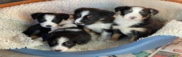 Border Collie dogs for sale: 🐾ISDS Registered Border Collie Puppies🐾 - Advert 3