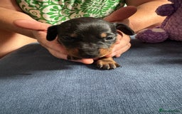 Miniature Dachshund dogs for sale: Miniature smooth haired dachshund  - Image 15