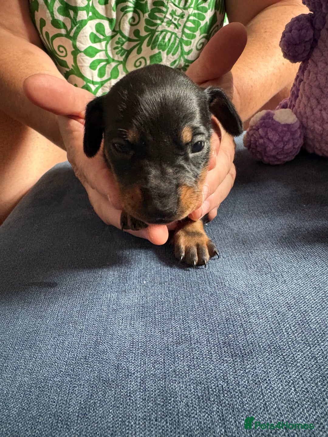 Miniature Dachshund dogs for sale: Miniature smooth haired dachshund  - Image 15