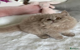 British Longhair cats for sale: Ready 🐻British Longhair chunky kittens💎🧸 - Image 14