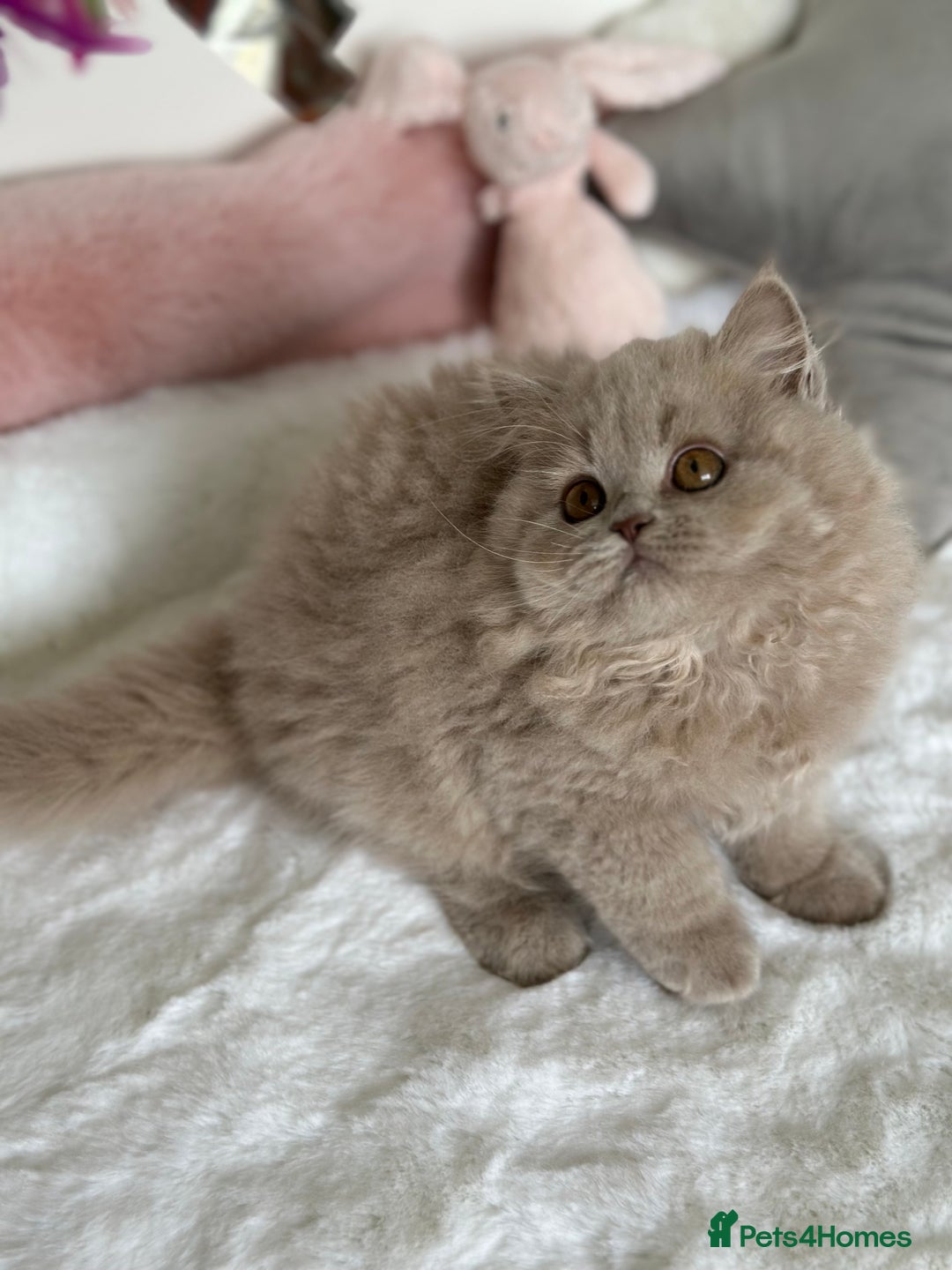 British Longhair cats for sale: Ready 🐻British Longhair chunky kittens💎🧸 - Image 14