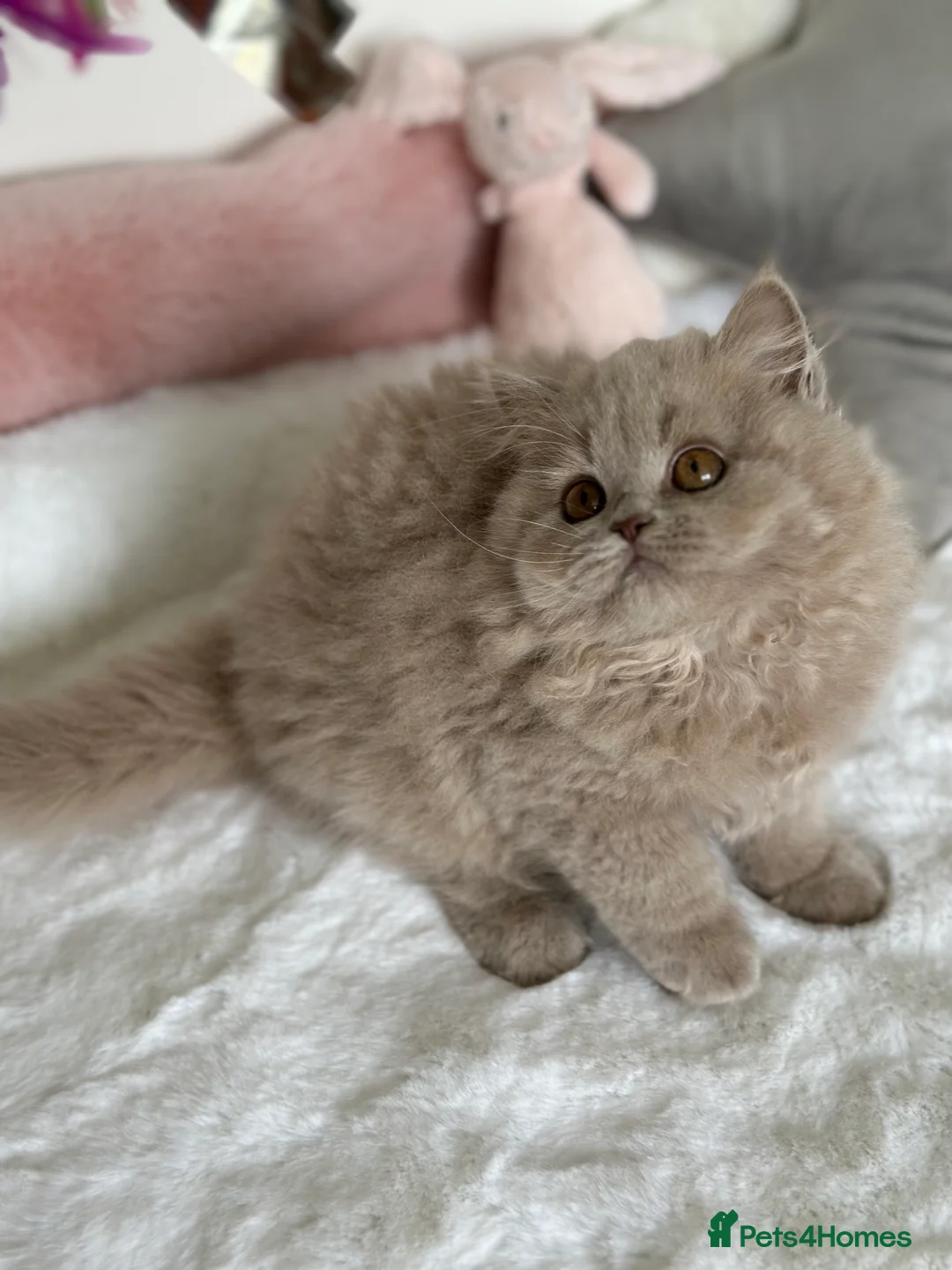 British Longhair cats for sale: Ready 🐻British Longhair chunky kittens💎🧸 - Advert 25