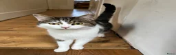 Mixed Breed cats for sale: 2 beautiful girls looking for a loving home - Advert 5