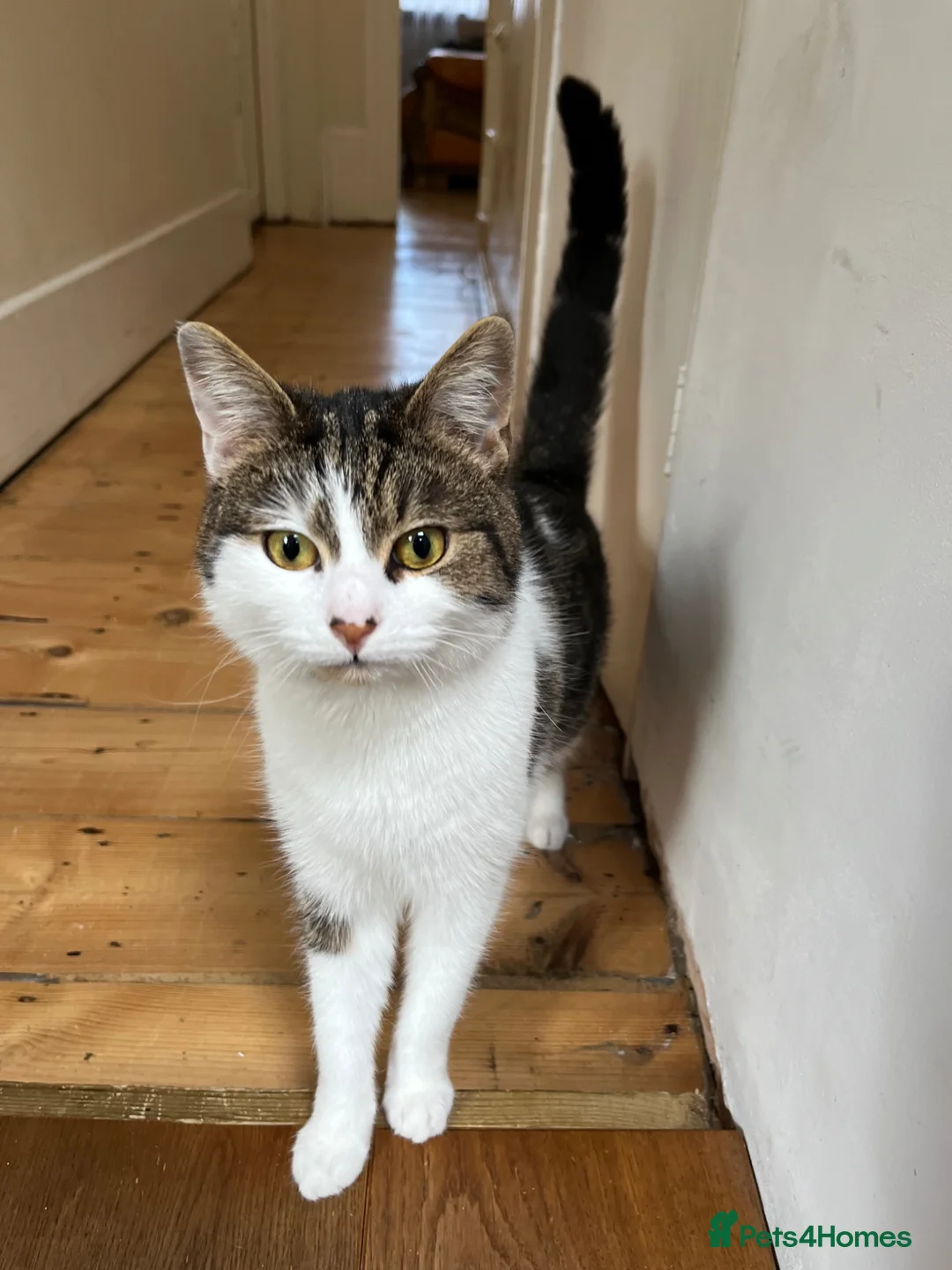 Mixed Breed cats for sale: 2 beautiful girls looking for a loving home - Advert 5