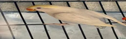 Lovebirds birds for sale: Pale Fallow Lovebirds  - Advert 1