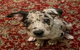 Mixed Breed dogs for sale: Border/Bullie Cross Merle Male Puppy 11 Weeks - Image 13