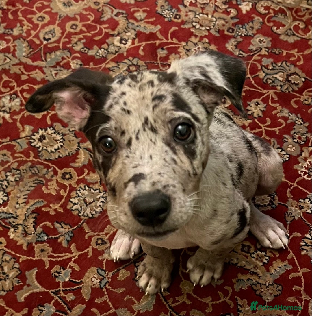 Mixed Breed dogs for sale: Border/Bullie Cross Merle Male Puppy 11 Weeks - Image 13