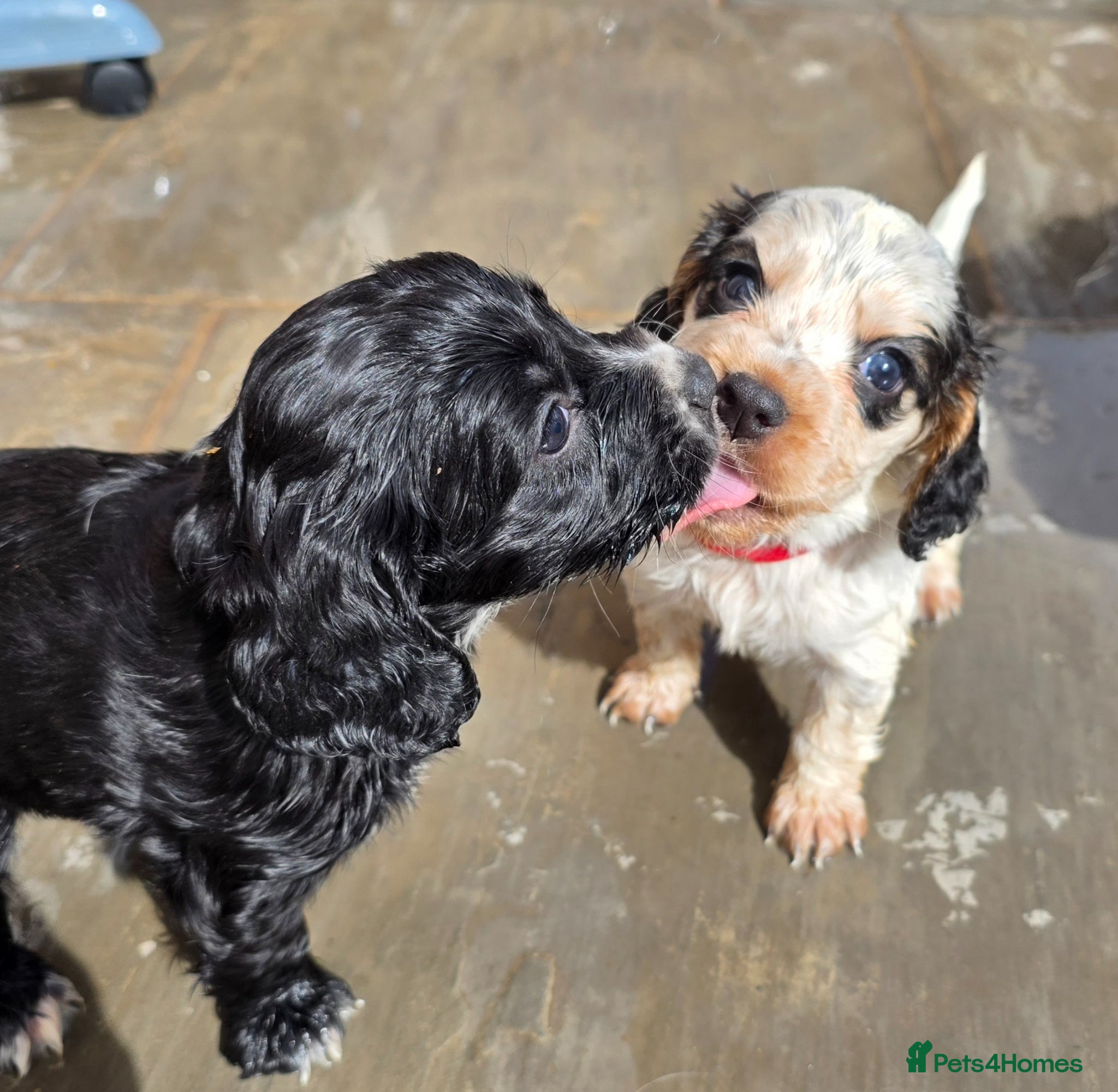 Cocker Spaniel dogs Working Cocker Spaniel Puppies - Advert 2