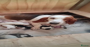 Basset Hound dogs - Advert 11