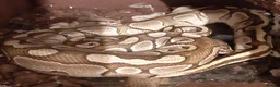 Python Snake reptiles for sale: Caramel ball python  - Advert 11