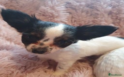 Chihuahua dogs for sale: Tri coloured longcoat apple head - Image 4