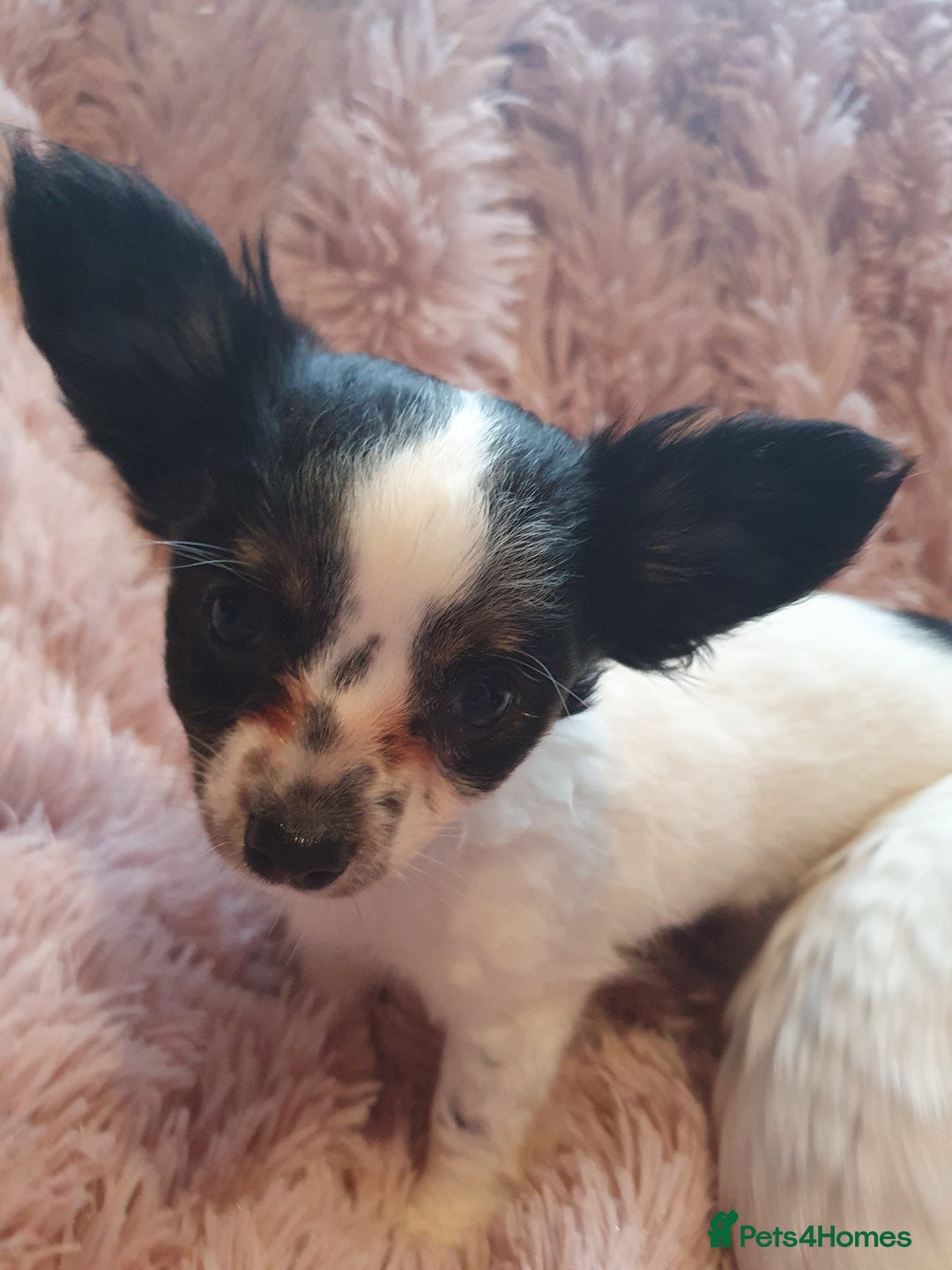 Chihuahua dogs for sale: Tri coloured longcoat apple head - Image 4