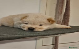 Chow Chow dogs for sale: Chow chow puppies  - Image 4