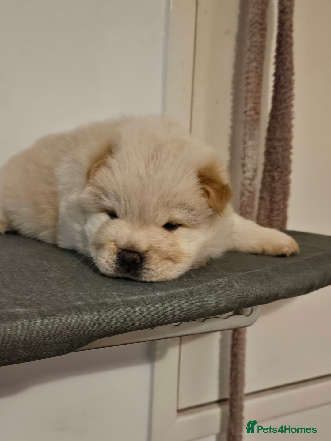 Chow Chow dogs for sale: Chow chow puppies  - Image 4