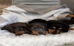 Miniature Dachshund dogs for sale: Miniature long hair dachshund 🤍 - Image 7